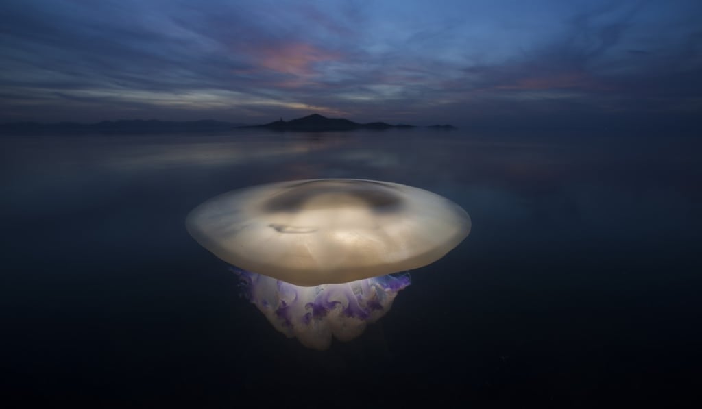 A large Rhizostoma pulmo jellyfish rests on the water surface at dawn. Photo: Angel M. Fitor