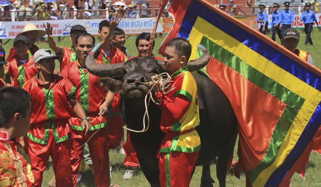 A man leads his winning buffalo out of fighting field. Photo: AP
