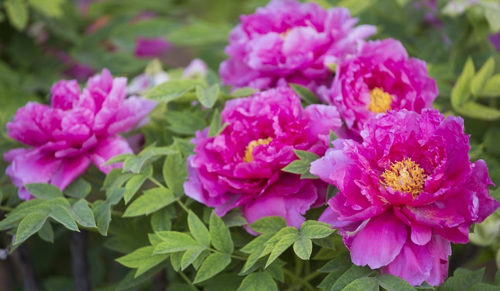 China’s national flower, the peony, was one source of inspiration for suggested typhoon names. Photo: May Tse
