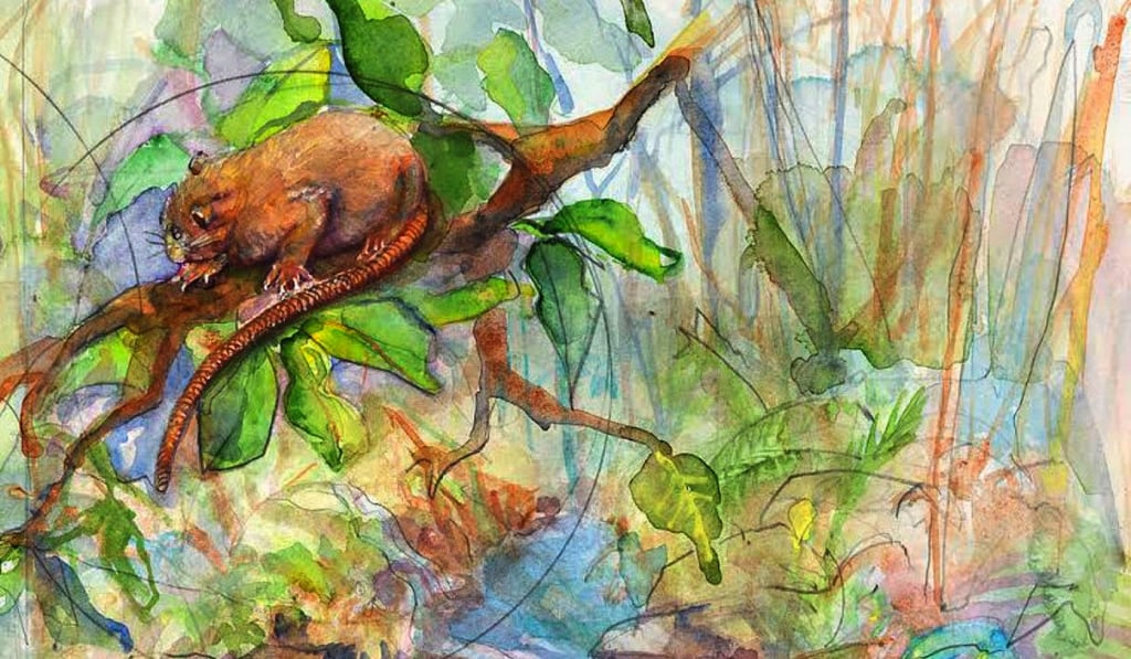 A painting of the Vika, a sharp-toothed rat that grows up to 50cm and lives in trees. Graphic: Peggy Macnamara/Field Museum. A painting of the Vika, a sharp-toothed rat that grows up to 50cm and lives in trees. Graphic: Peggy Macnamara/Field Museum.