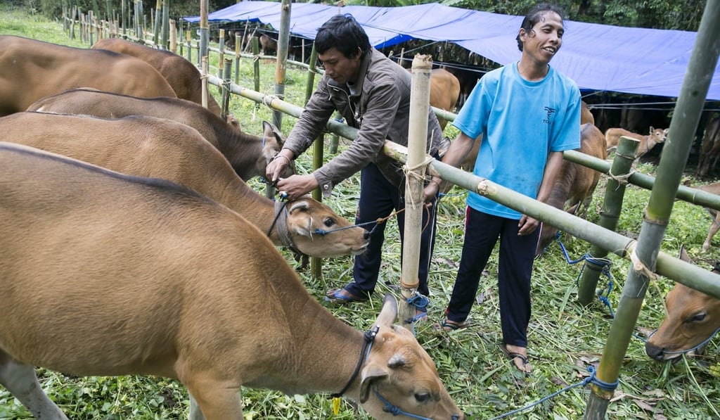 Cows belonging to a villager who lives near the Agung volcano. Photo: EPA Cows belonging to a villager who lives near the Agung volcano. Photo: EPA