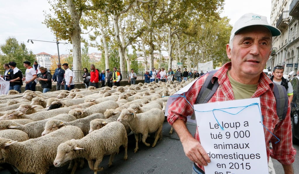 A French farmer stands near hundreds of sheep during a protest against the government's “Plan loup” (wolf project). Photo: Reuters