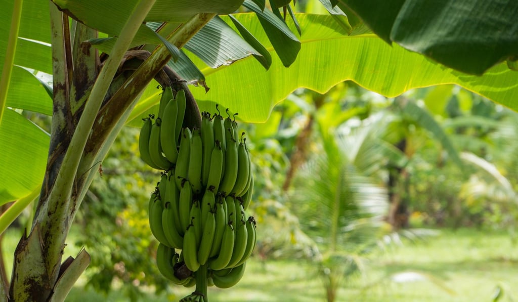 A banana plantation in Thailand. Picture: Alamy
