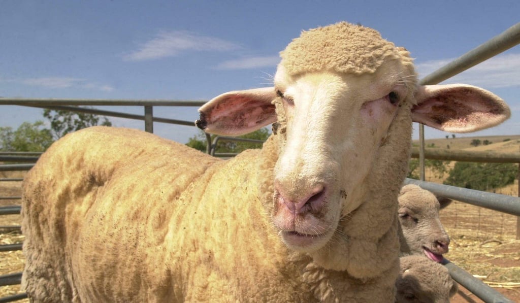 Sheep oil (lanolin) works on sheep, so why not on humans?