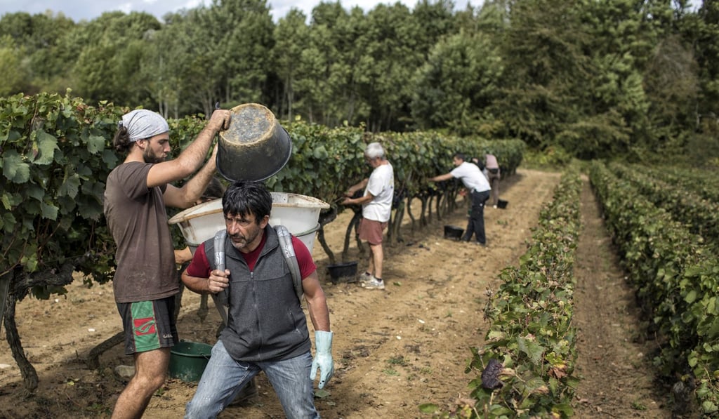 Workers collect red grapes in a burgundy vineyard during the grape harvest season, in Volnay, central France. Photo: AP