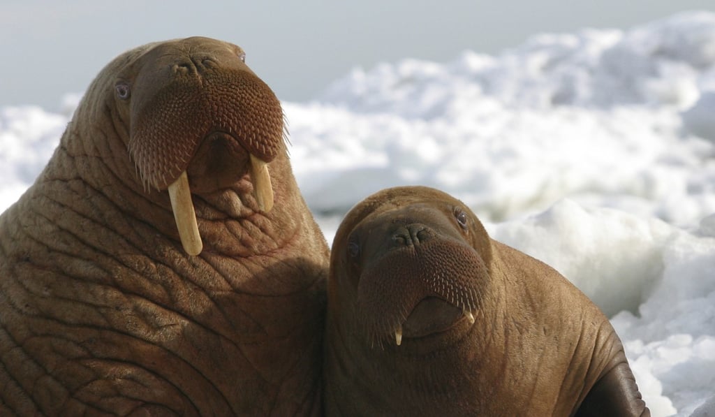 A walrus cow and her calf sit on the ice in Alaska. Photo: US Fish and Wildlife Service via AP