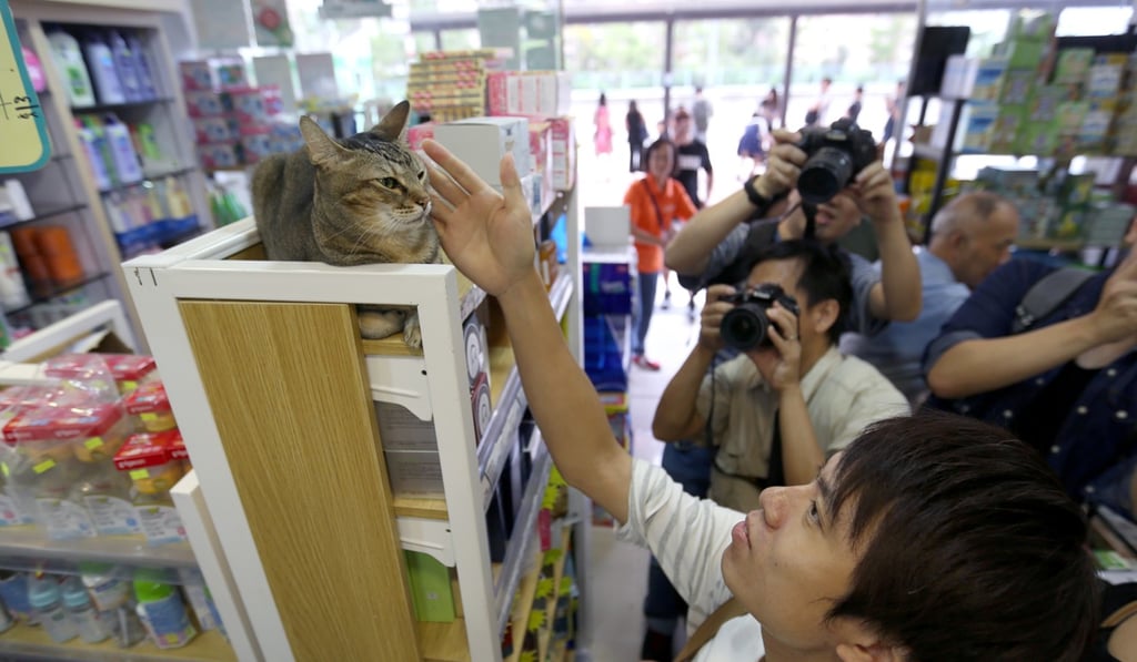 Democratic Party lawmaker Roy Kwong Chun-yu, visiting the cat on Saturday. Photo: Xiaomei Chen
