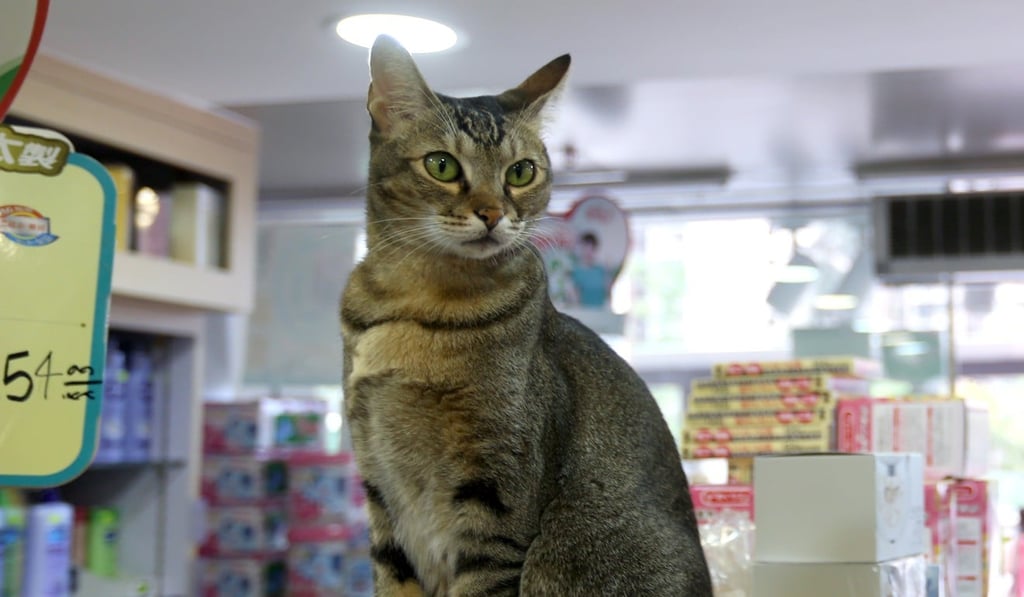 A woman had accused Porsche of scratching her son, 5, during a store visit on October 6. Photo: Xiaomei Chen