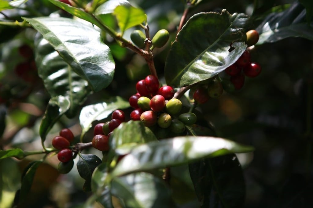 Panama Geisha coffee is from Hacienda La Esmeralda.