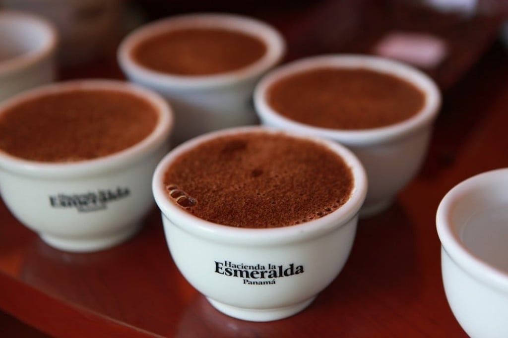 The Coffee Academics is now offering Panama Geisha coffee from Hacienda La Esmeralda.