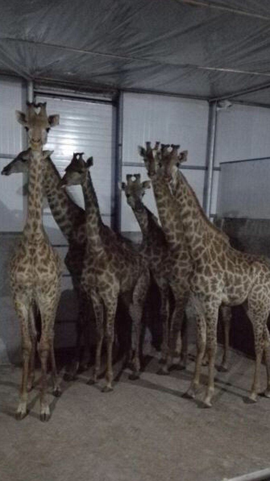 The giraffes arrived in China after an 11,250km flight from South Africa. Photo: Weibo