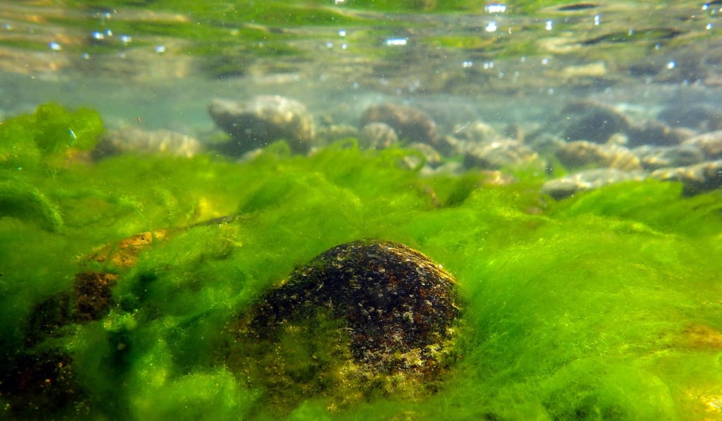 A handout picture taken on September 20, 2015, shows Spirogyra algae in the waters of Lake Baikal. Photo: Agence France-Presse / Russian Academy of Sciences' Limnological Institute in Irkutsk / Oleg Timoshkin