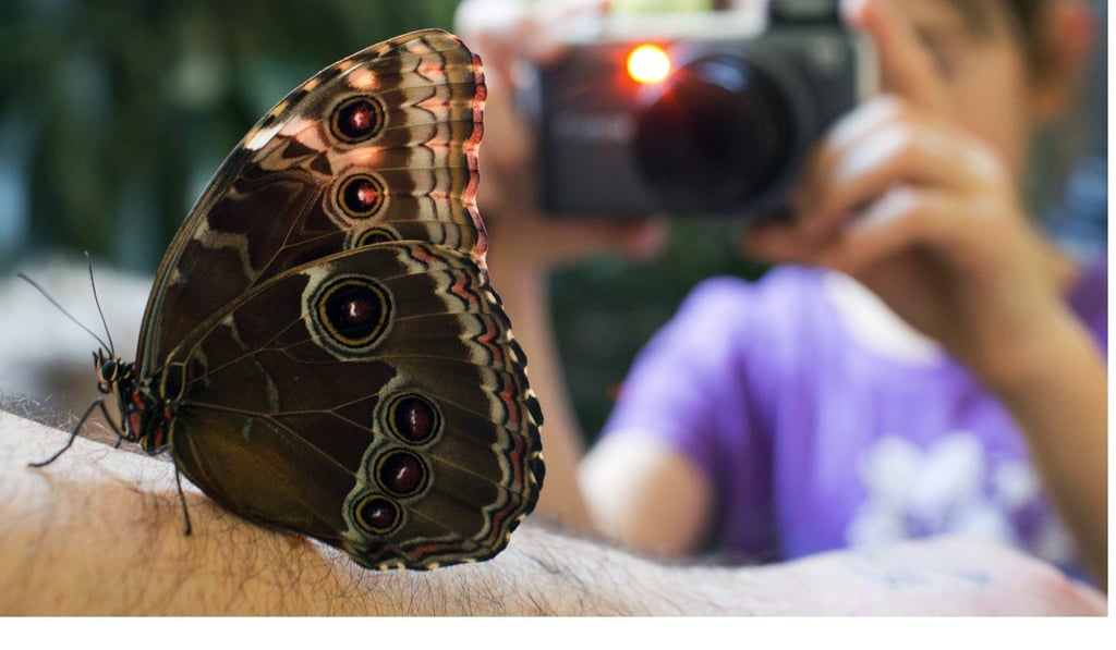 A newly hatched Emperor butterfly at a butterfly park in Kluetz, Germany. Photo: EPA
