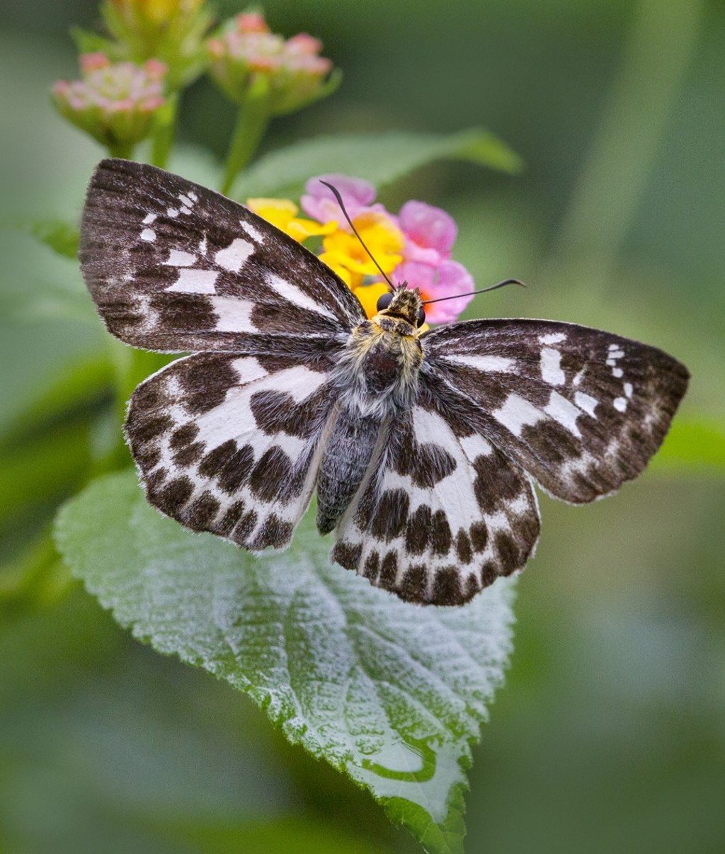 A magpie flat at Tai Lam Country Park. Photo: Martin Chan