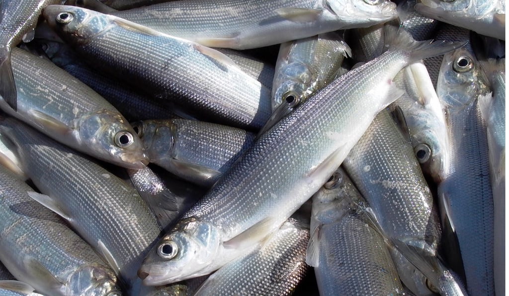 The omul fish is now imperilled in Lake Baikal, where its presence has been more than halved in the past 15 years. Photo: FlashSiberia