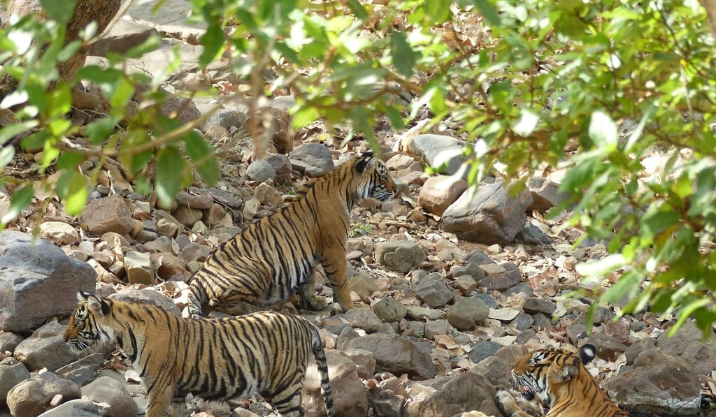 A family of year-old tiger cubs rest in the shade at Ranthambore National Park in northern India. Photo: AP