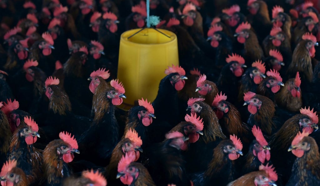Chickens are seen at a poultry farm on the outskirts of Hefei, Anhui province, China. Photo: Reuters