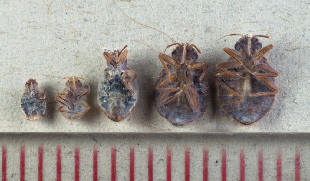 Close up images of dead bedbugs in Hong Kong. The scale below is in millimetres and shows how quickly the beg bugs can grow on one feeding.Photo: SCMP / Antony Dickson