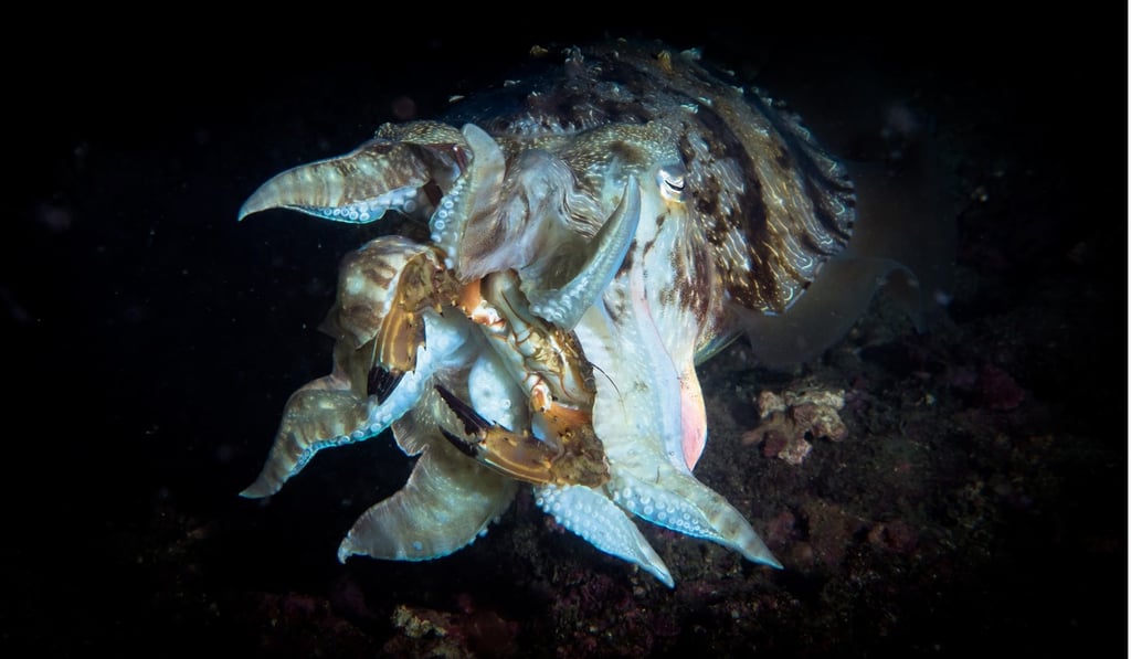 Atim Lau Pong-wing won the first prize in the Macro and Close-up category for this photo of a cuttlefish devouring a crab in waters off the Ninepin islands. Photo: AFCD