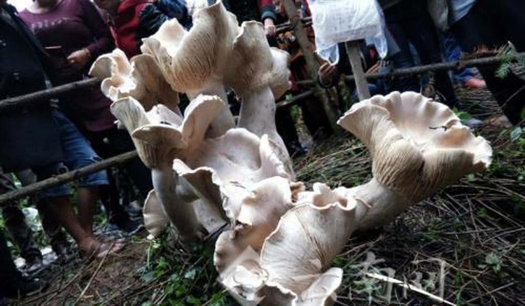 An expert says the huge fungi are edible. Photo: Yunnan.net