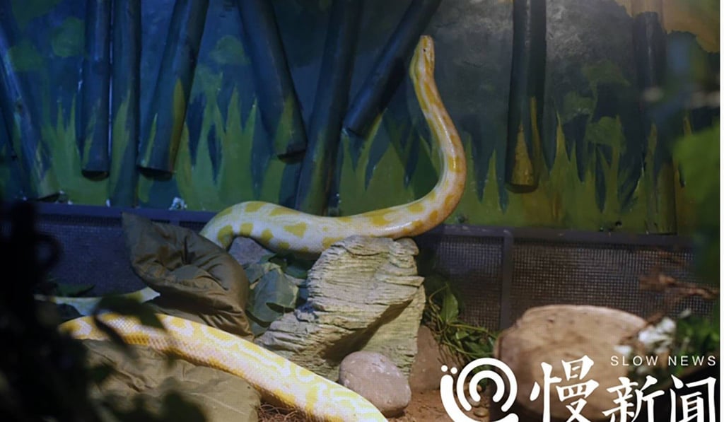 The snake’s owner said he could no longer care for the five-metre-long animal, so decide to donate it to the local zoo. Photo: Slow News