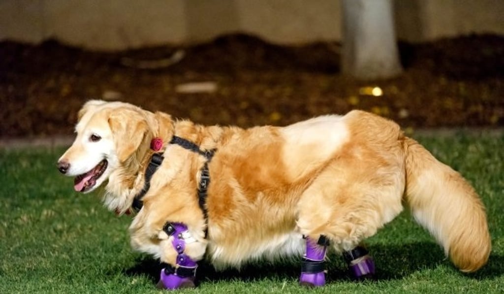 Golden retriever Chi Chi, legless survivor of Korean dog meat