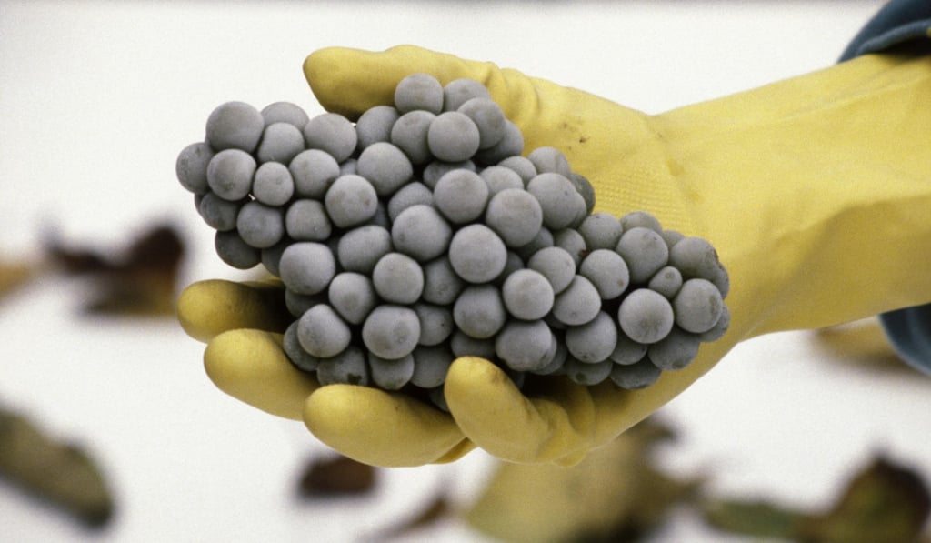 Riesling grapes are typically used to make German eiswein.