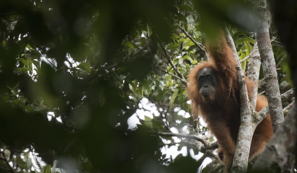 This undated photo released by the Sumatran Orangutan Conservation Programme shows a Tapanuli orangutan in Batang Toru Ecosystem in Tapanuli, North Sumatra, Indonesia. Photo: Sumatran Orangutan Conservation Programme via AP