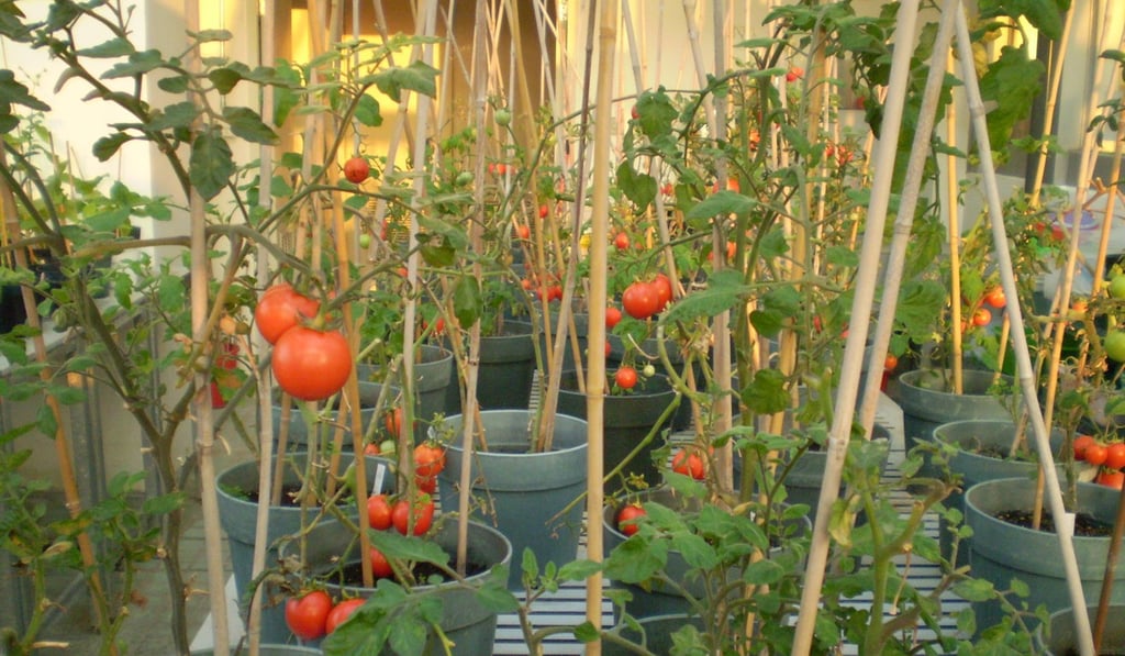 There were no differences in the appearance and size of the altered tomatoes, compared to normal tomatoes. Photo: Handout