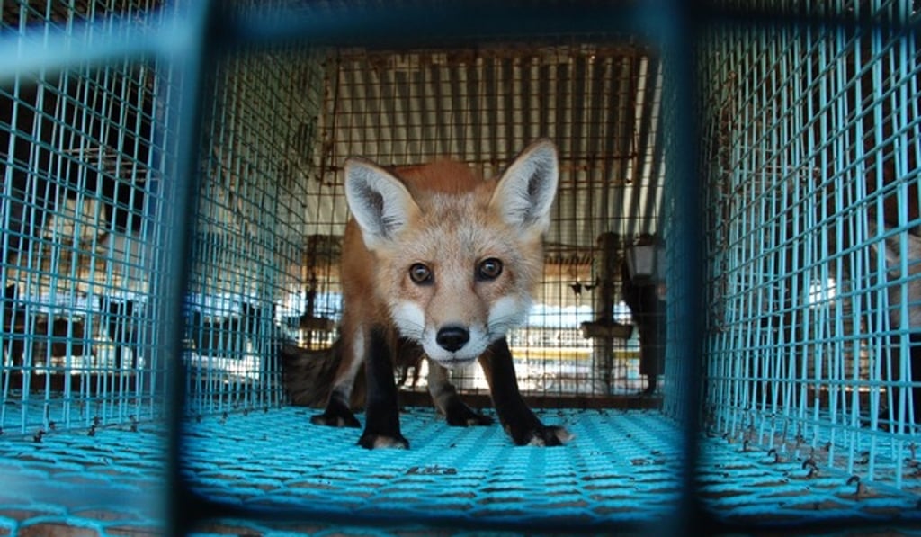 A fox in a fur farm. A fox in a fur farm.