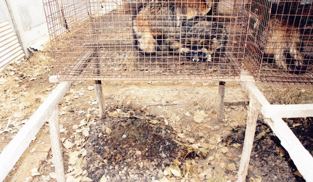 A raccoon fur farm. A raccoon fur farm.