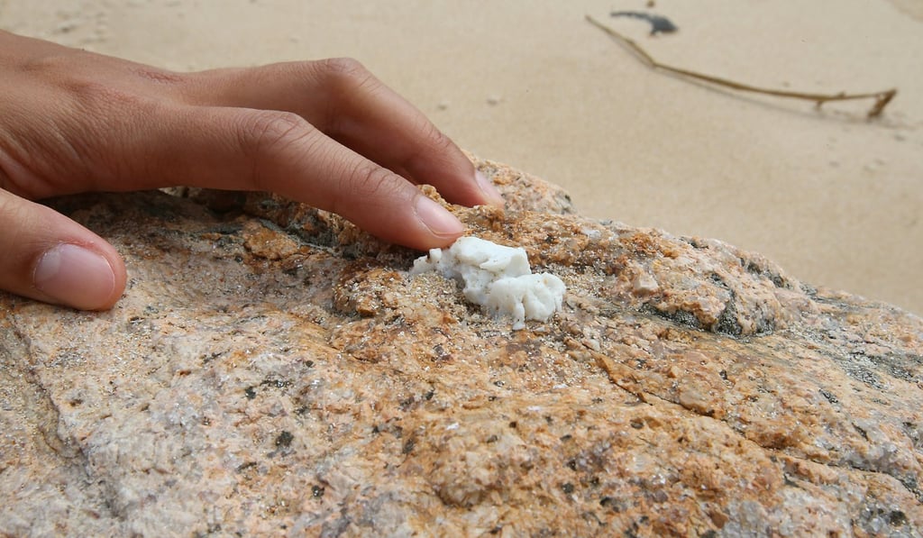 Traces of palm oil on the shore. Photo: K. Y. Cheng