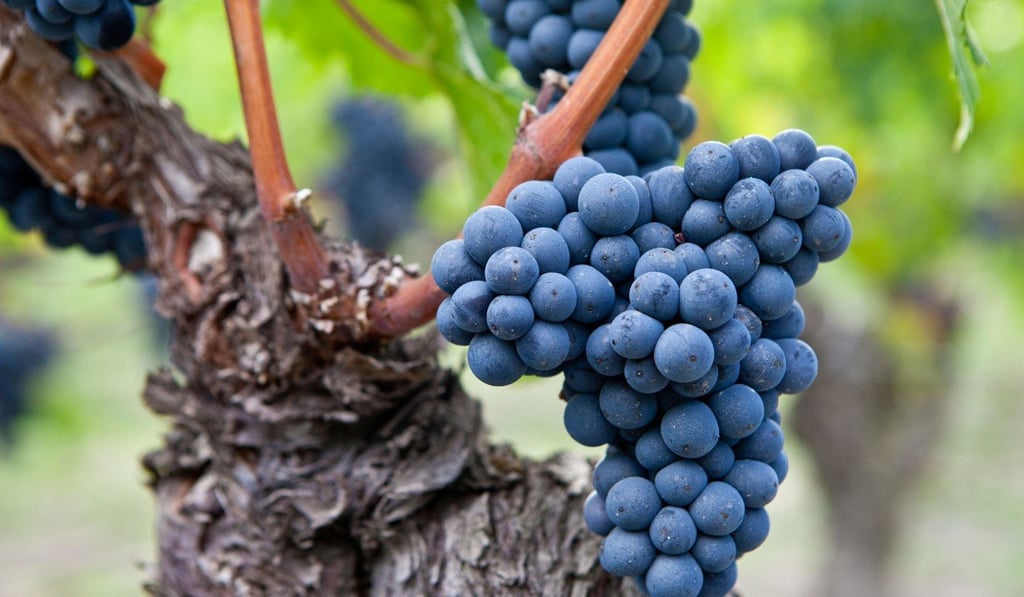 Scientists believe the find in Georgia is the oldest evidence of the domestication of a wild-growing European grapevine solely for the production of wine. Photo: Alamy