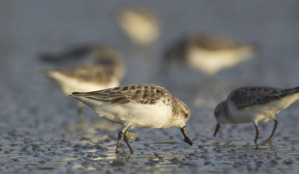 A female spoon-billed sandpiper (centre) which was banded with a green flag and the number Green 05 feeding at the Khok Kham salt pans, Thailand. Photo: Bird Conservation Society of Thailand