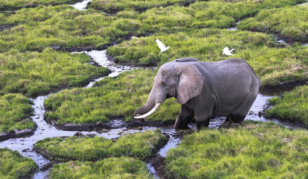 An elephant in the Amboseli National Park in southern Kenya. Photo: EPA An elephant in the Amboseli National Park in southern Kenya. Photo: EPA