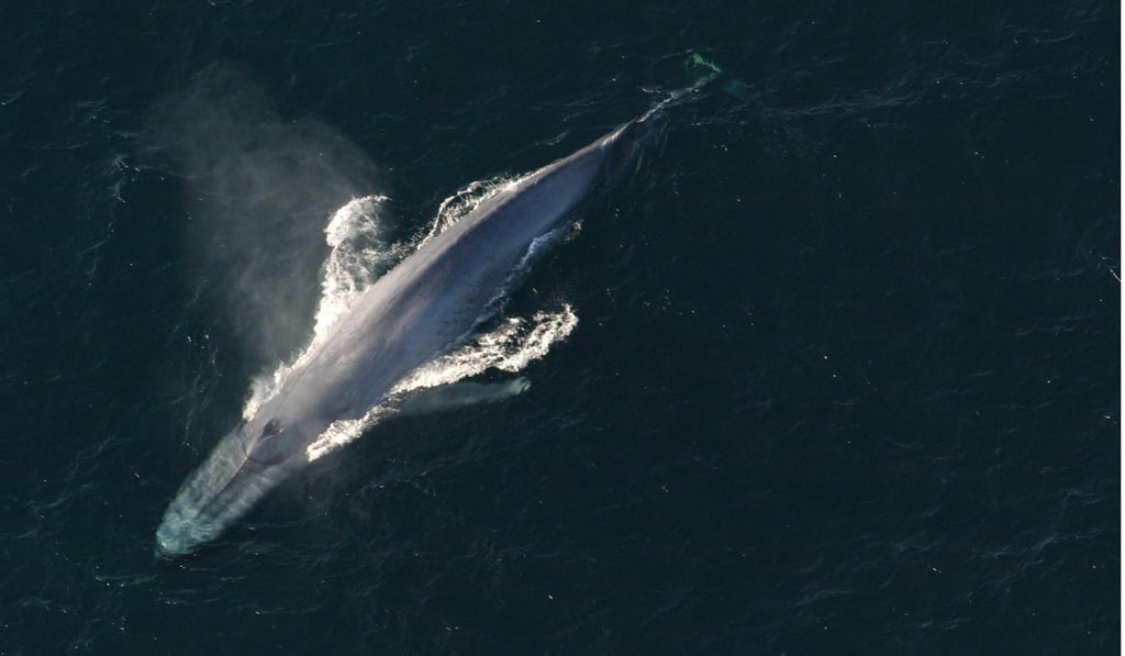 A blue whale surfaces to breathe in an undated picture from the US National Oceanic and Atmospheric Administration (NOAA). Photo: Reuters