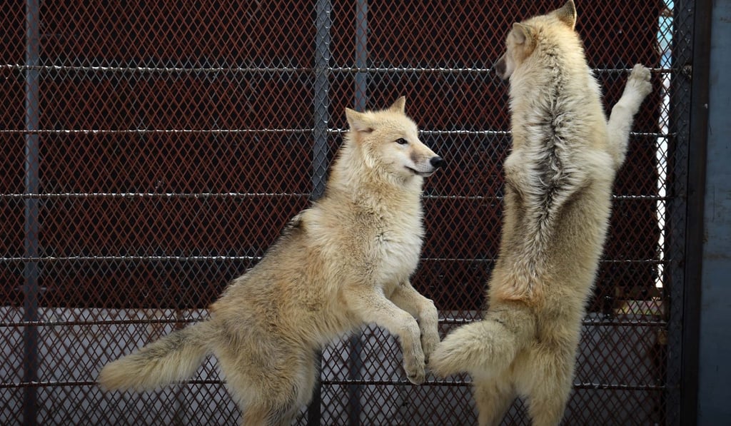 The wolves will be put in quarantine before they are put on display to the public. Photo: Xinhua