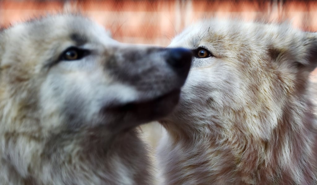 The animals’ natural habitat is in North America and Greenland. Photo: Xinhua