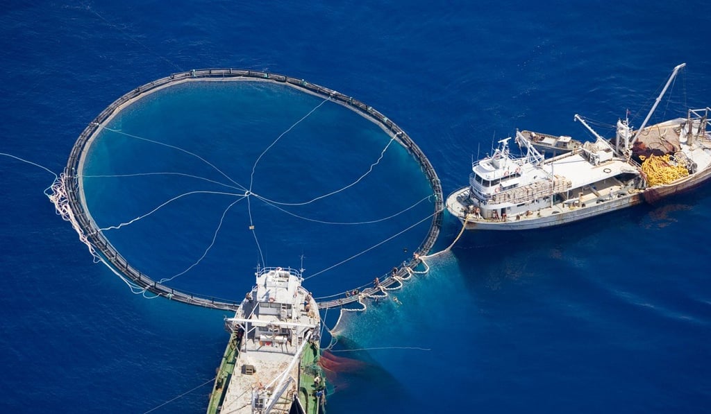 Purse seine fishing vessels. File photo