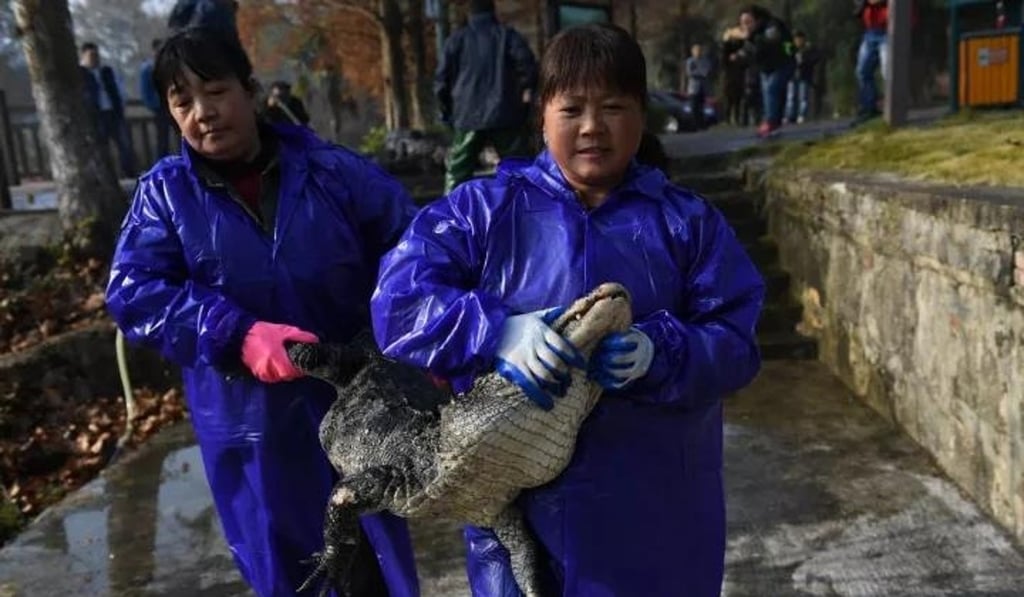 An alligator is taken to its new home. Photo: Handout