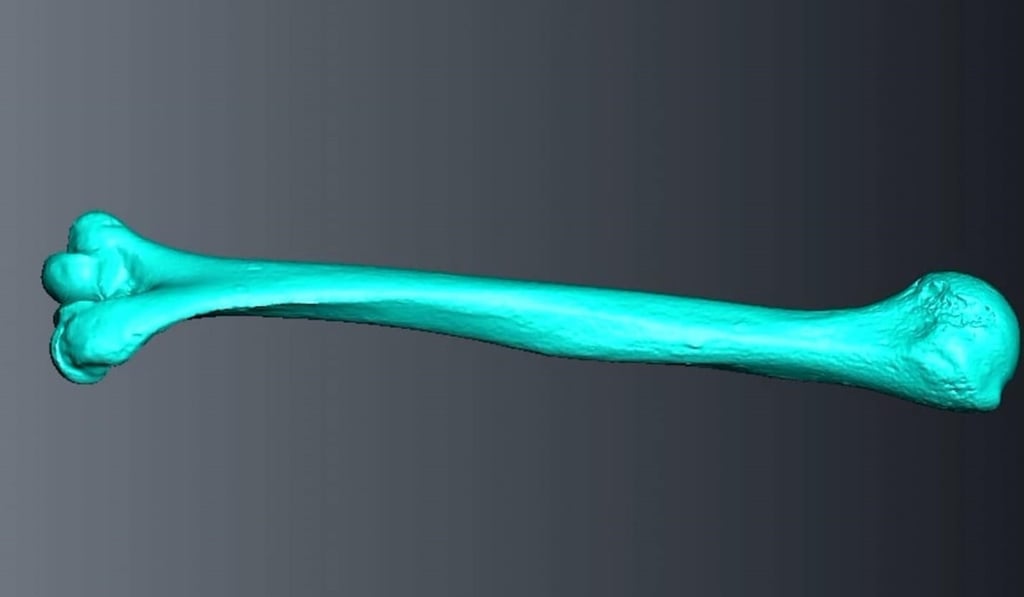 A scan of an upper arm bone from a prehistoric woman agriculturalist. This bone is from a North African population, which was not part of the study, but is an example of the research method. Photo: Washington Post / University of Cambridge