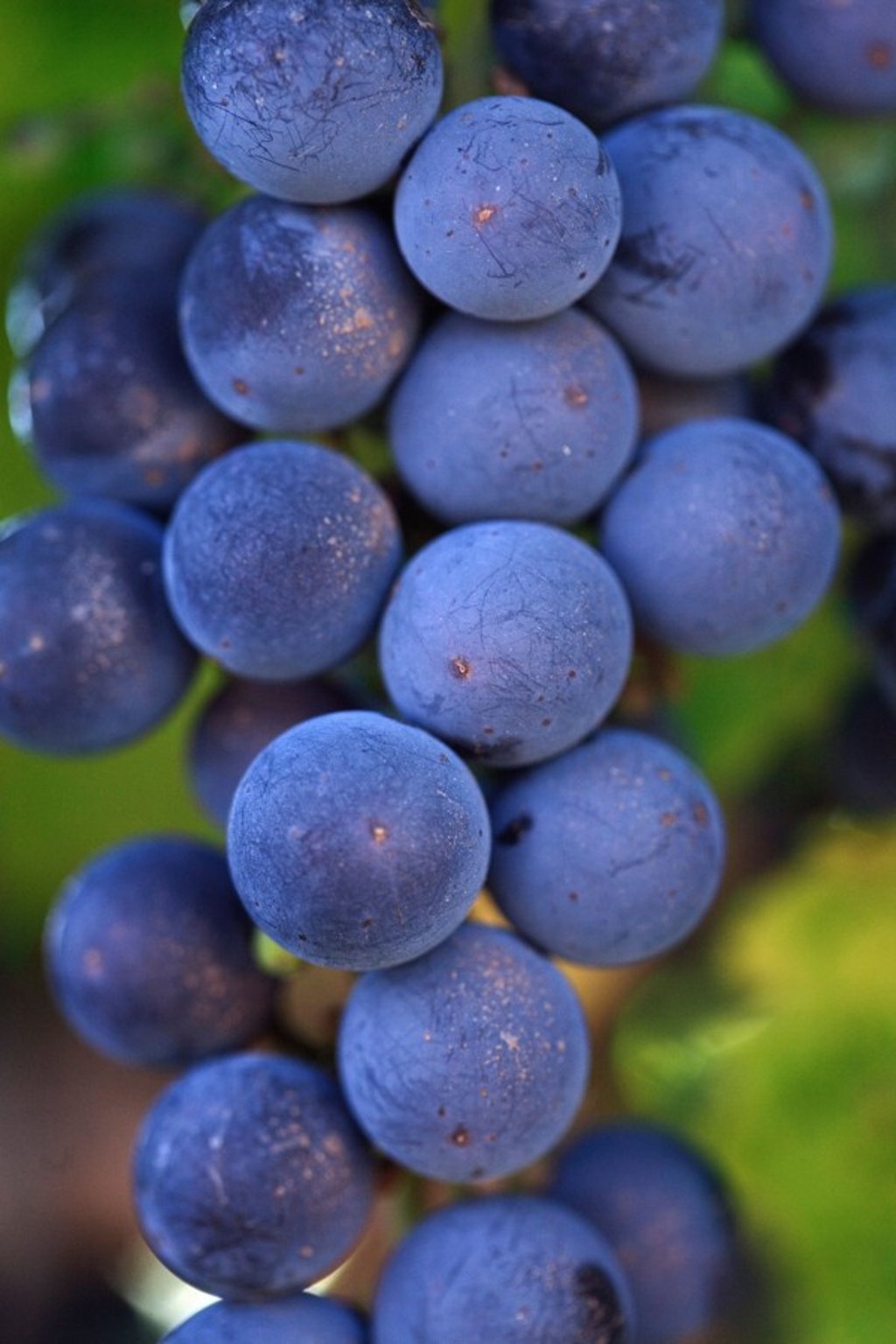 Cabernet sauvignon grapes on the vine in Margaret River, Australia.