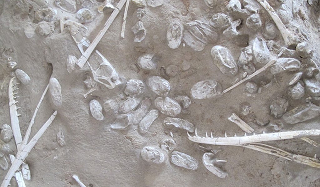 Remains of fossiled eggs at the site. Photo: Handout