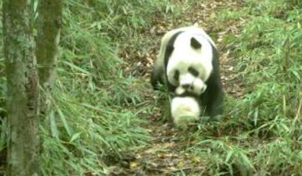 The first panda carries her cub on the mountain path in Shaanxi province. Photo: Thepaper.cn