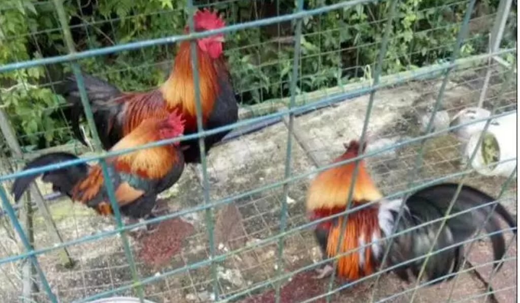Roosters were one of the ‘attractions’ at the zoo. Photo: chinanews.com