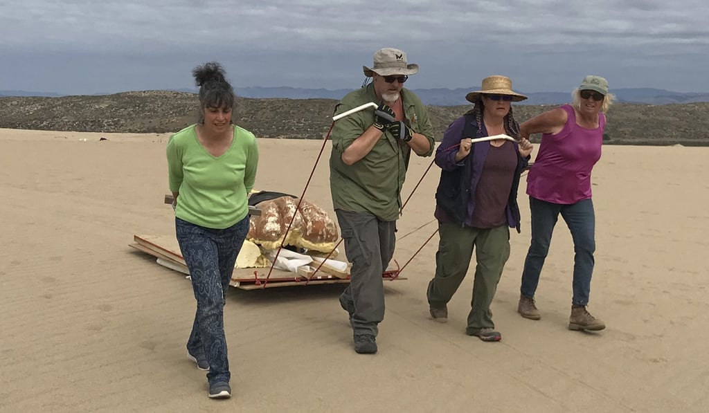 An excavation crew using surfboards fastened to plywood as a sledge to remove the plaster sphinx head. Photo: AP An excavation crew using surfboards fastened to plywood as a sledge to remove the plaster sphinx head. Photo: AP