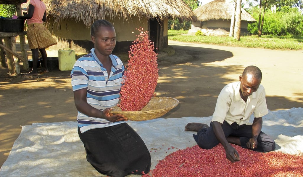 Ugandan farmer Richard Opio and his wife sort through their most recent harvest of “super beans” that are being promoted to feed the hunger-prone African continent, in Nwoya, Uganda. Photo: AP