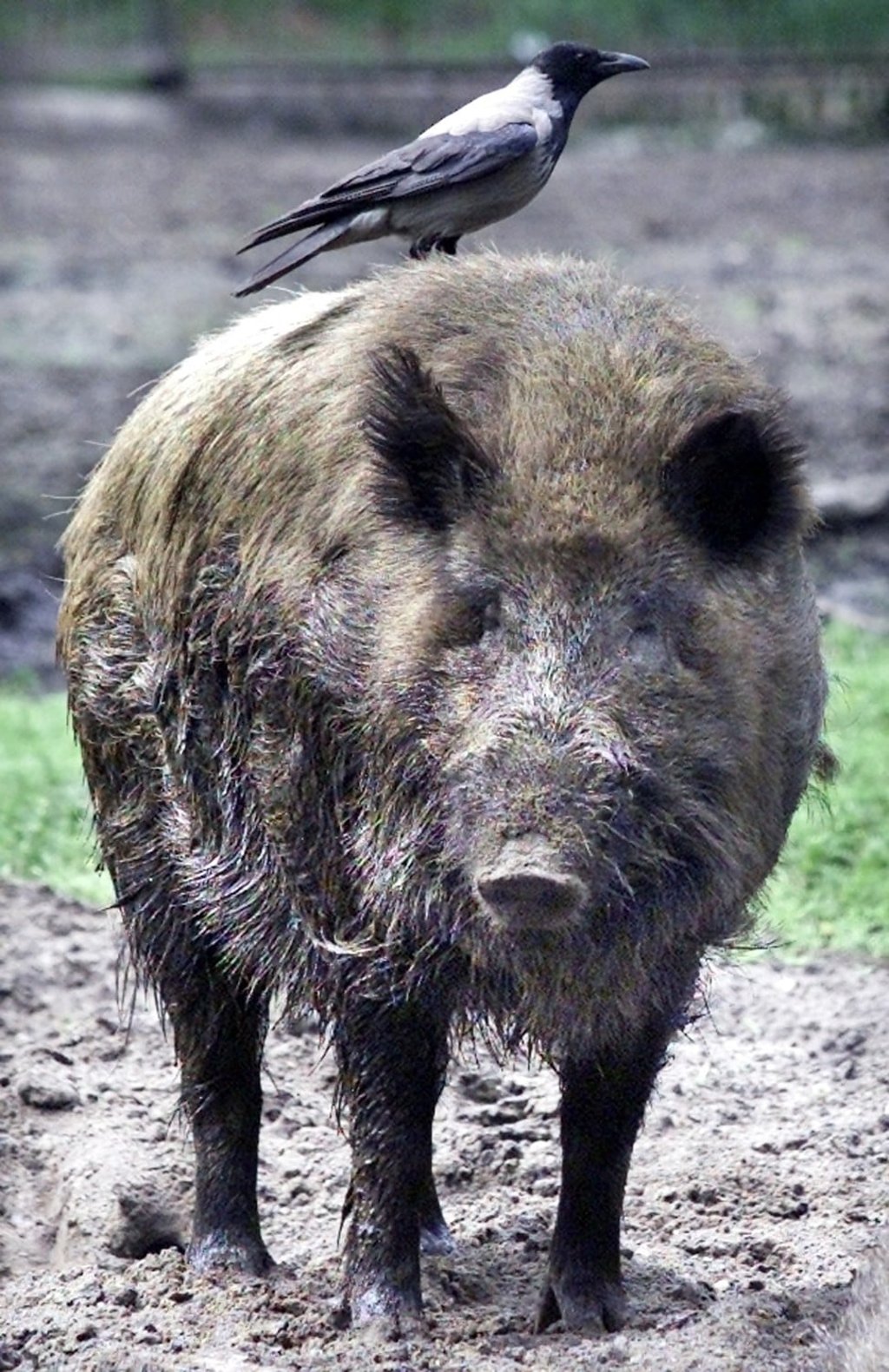 A crow rests on a wild boar in the Animal Park Friedrichsfelde in Berlin, Germany. Photo: AP