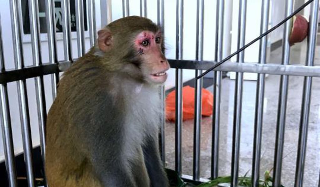Xishuangbanna forestry police received about a dozen reports of a macaque intruder over a fortnight. Photo: Chinanews.com