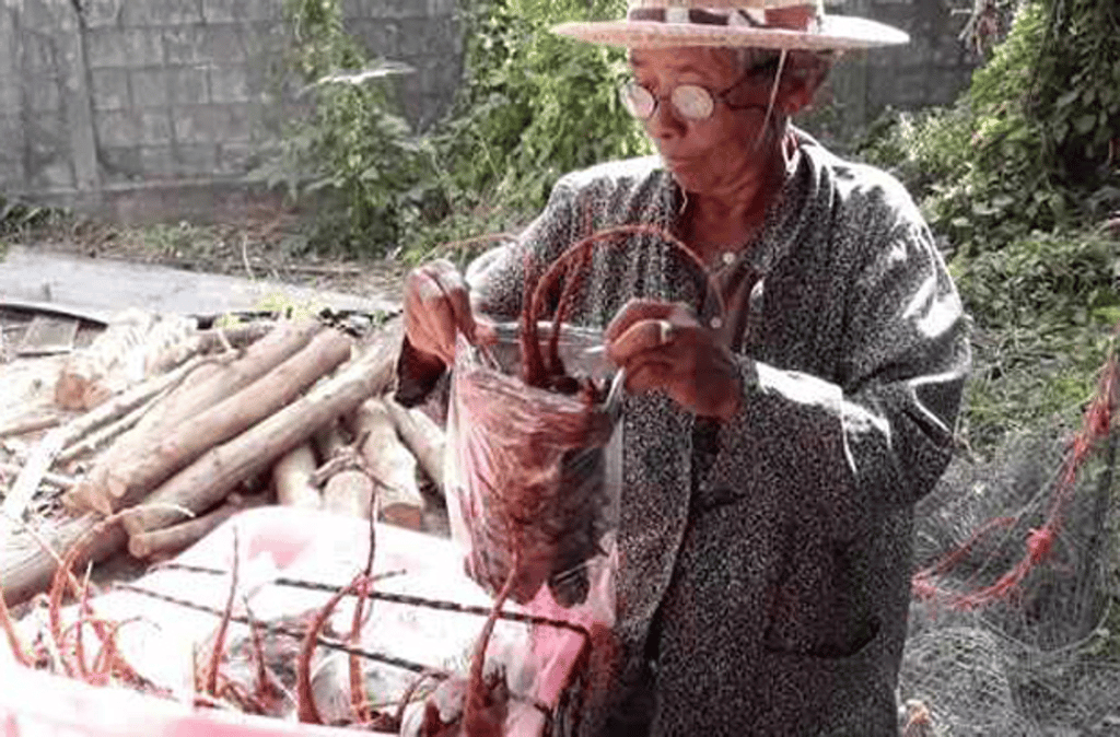 Grilled rats lucrative career for villagers in Thai province | South ...